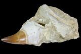 Mosasaur (Prognathodon) Jaw Section With Unerupted Tooth #150159-2